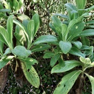 Psiadia anchusifolia.tabac marron..bouillon blanc .asteraceae;endémique Réunion.jpeg